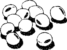 八天狗